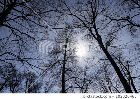 Bare trees in sunny spring weather, bare deciduous trees Bare trees in sunny spring weather, bare deciduous trees 102320463