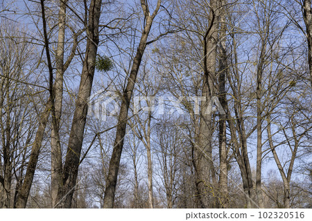 Bare trees in sunny spring weather, bare deciduous trees Bare trees in sunny spring weather, bare deciduous trees 102320516
