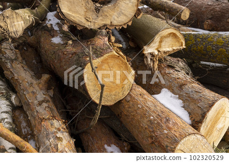pine and other tree trunks during deforestation 102320529