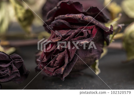 An old dry rose with crumbs from dry petals An old dry rose with crumbs from dry petals 102320579