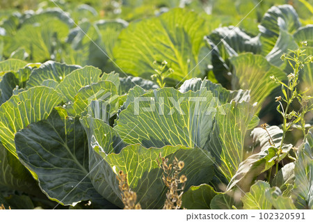 A field with a cabbage harvest 102320591