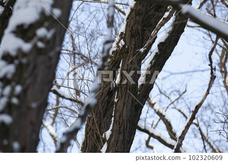 trees in the winter season on which a woodpecker sits trees in the winter season on which a woodpecker sits 102320609