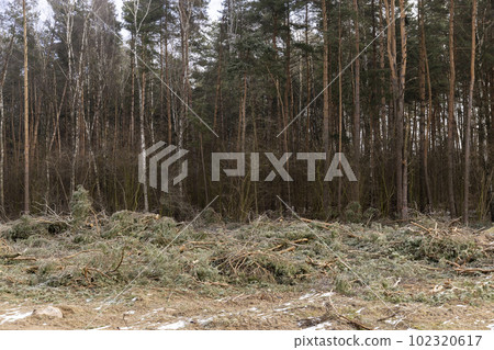 pine and other tree trunks during deforestation pine and other tree trunks during deforestation 102320617