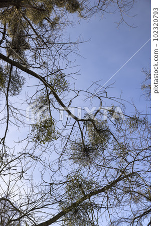 deciduous trees in winter during the day in sunny weather 102320793