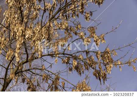 Maple tree branches in the park in spring sunny weather Maple tree branches in the park in spring sunny weather 102320837