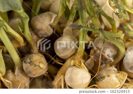 sprouted peas covered with mold and fungus, close-up 102320915