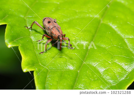 Tohoshita weevil 102321288
