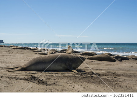 Elephant seal family, Peninsula Valdes, Patagonia, Argentina 102321411