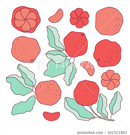 Set grapefruit with slices and leaves. Vector flat illustration with outline Set grapefruit with slices and leaves. Vector flat illustration with outline 102321802