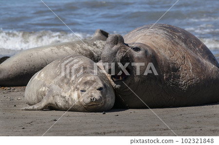 Elephant seal family, Peninsula Valdes, Patagonia, Argentina Elephant seal family, Peninsula Valdes, Patagonia, Argentina 102321848