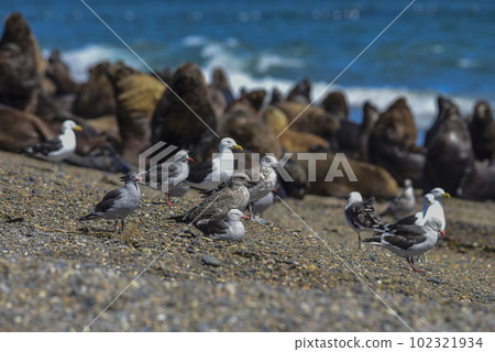 Dolphin Gull 102321934