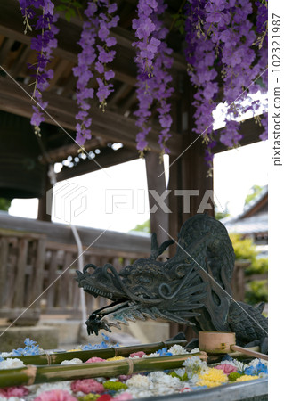 龍水口花水 龍水口花水 102321987