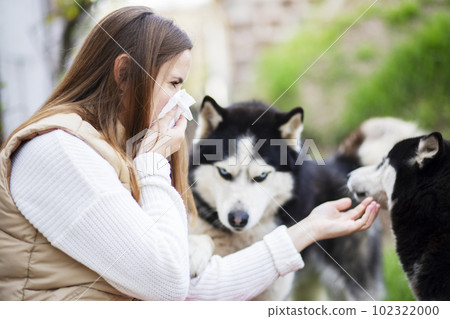 A woman sneezes and blows her nose into a napkin suffers from pet fur allergy A woman sneezes and blows her nose into a napkin suffers from pet fur allergy 102322000