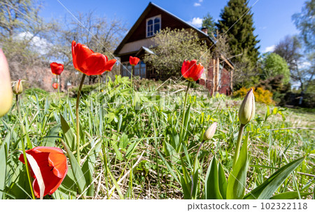 red tulip flowers on ground near cottage in spring 102322118