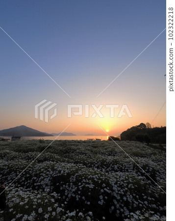 Morning glow at Flower Park Urashima [Takuma-cho, Mitoyo City, Kagawa Prefecture] 35 102322218