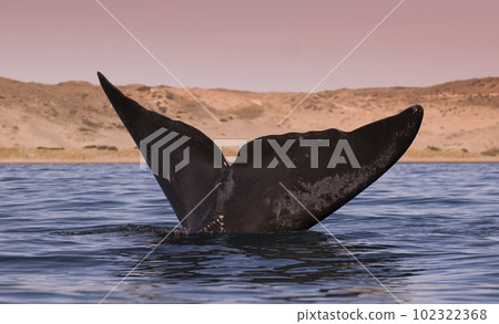 Southern right whale,jumping behavior,  Argentina 102322368