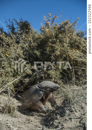 Hairy Armadillo, in grassland environment, Peninsula Valdes, Patagonia, Argentina Hairy Armadillo, in grassland environment, Peninsula Valdes, Patagonia, Argentina 102322566