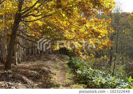 Kuromatsunai-machi, a promenade in the forest dyed in autumn colors Sakhalin fir course Kuromatsunai-machi, a promenade in the forest dyed in autumn colors Sakhalin fir course 102322649