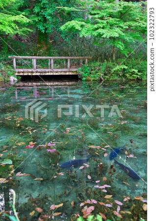 "Nameless Pond" in Gifu Prefecture 102322793