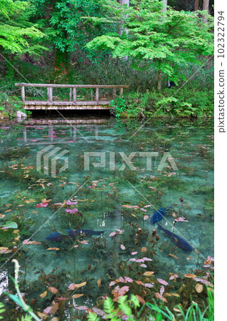 "Nameless Pond" in Gifu Prefecture 102322794