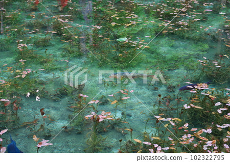 "Nameless Pond" in Gifu Prefecture 102322795