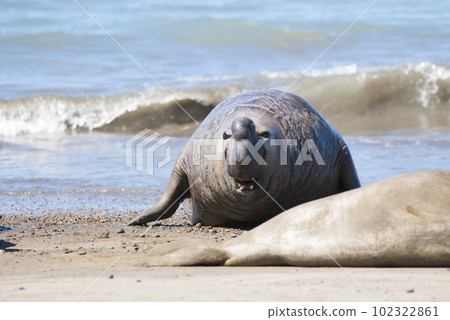 Elephant seal family, Peninsula Valdes, Patagonia, Argentina 102322861