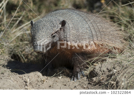 Hairy Armadillo, in grassland environment, Peninsula Valdes, Patagonia, Argentina 102322864