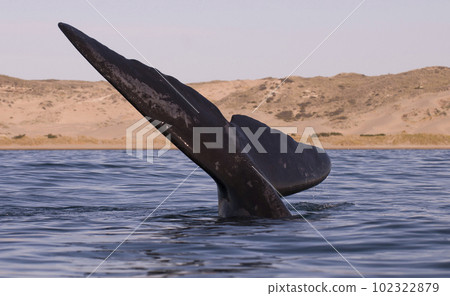 Southern right whale,jumping behavior,  Argentina 102322879