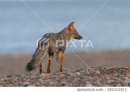 Pampas Grey fox, La Pampa, Patagonia, Argentina. Pampas Grey fox, La Pampa, Patagonia, Argentina. 102322911