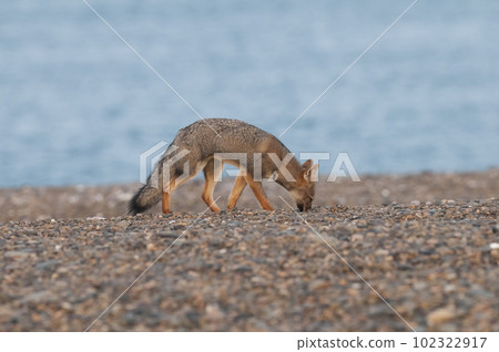 Pampas Grey fox, La Pampa, Patagonia, Argentina. 102322917