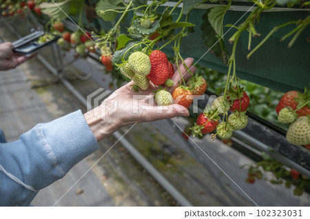 Fun strawberry picking Fun strawberry picking 102323031