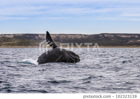 Southern right whale,jumping behavior, Argentina Southern right whale,jumping behavior, Argentina 102323139