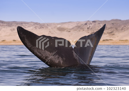 Southern right whale,jumping behavior, Argentina Southern right whale,jumping behavior, Argentina 102323140