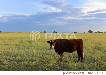 Cattle in pampas countryside, La Pampa, Argentina. Cattle in pampas countryside, La Pampa, Argentina. 102323141