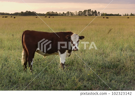Cattle in pampas countryside, La Pampa, Argentina. Cattle in pampas countryside, La Pampa, Argentina. 102323142
