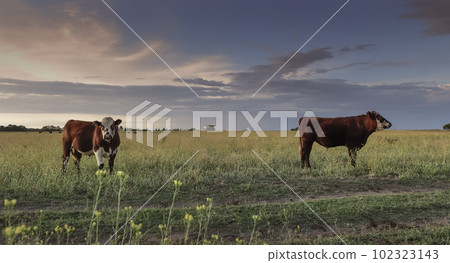 Cattle in pampas countryside, La Pampa, Argentina. Cattle in pampas countryside, La Pampa, Argentina. 102323143