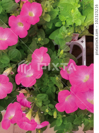 petunia madonna gem petunia madonna gem 102323216