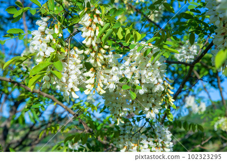 Pseudoacacia flowers in full bloom near the Futase Bridge on the Miyako River Seasonal scenery Pseudoacacia flowers in full bloom near the Futase Bridge on the Miyako River Seasonal scenery 102323295