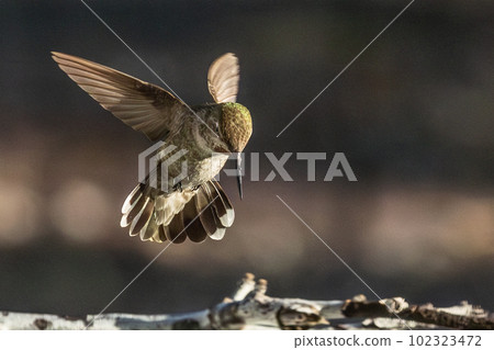 Beautiful Immature Male Anna's Hummingbird In Flight. Beautiful Immature Male Anna's Hummingbird In Flight. 102323472