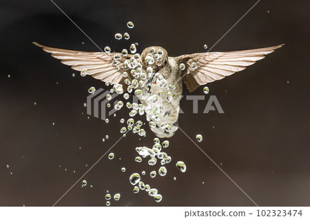 Beautiful Immature Male Anna's Hummingbird Enjoying The Water Fountain 102323474