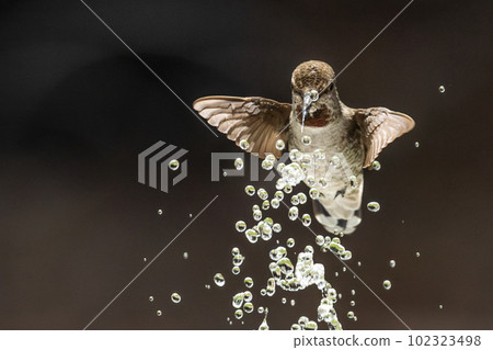 Beautiful Immature Male Anna's Hummingbird Enjoying The Water Fountain 102323498