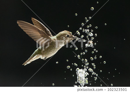 Beautiful Immature Male Anna's Hummingbird Enjoying The Water Fountain 102323501