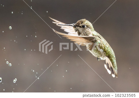 Beautiful Immature Male Anna's Hummingbird Enjoying The Water Fountain 102323505