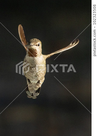 Beautiful Immature Male Anna's Hummingbird In Flight. Beautiful Immature Male Anna's Hummingbird In Flight. 102323508