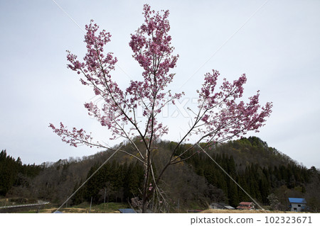 Wild cherry blossoms that spread their branches and seem to fly into the sky Tadami Town, Fukushima Prefecture Wild cherry blossoms that spread their branches and seem to fly into the sky Tadami Town, Fukushima Prefecture 102323671