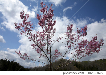 Wild cherry blossoms that spread their branches and seem to fly into the sky Tadami Town, Fukushima Prefecture Wild cherry blossoms that spread their branches and seem to fly into the sky Tadami Town, Fukushima Prefecture 102323672