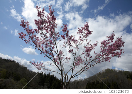 Wild cherry blossoms that spread their branches and seem to fly into the sky Tadami Town, Fukushima Prefecture Wild cherry blossoms that spread their branches and seem to fly into the sky Tadami Town, Fukushima Prefecture 102323673