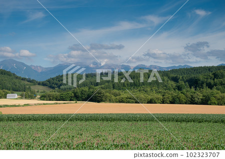 Green vegetable field and golden wheat field Tokachidake 102323707