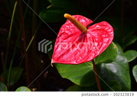 安祖花Andrea Nam 102323819
