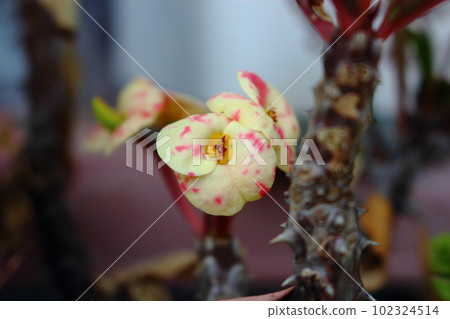 大戟屬的黃色花 大戟屬的黃色花 102324514